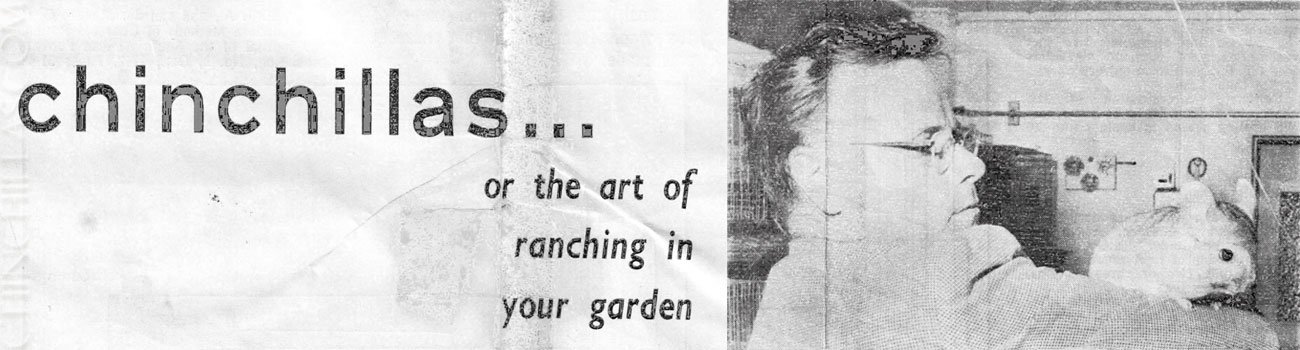 Chinchillas... or the art of ranching in your garden